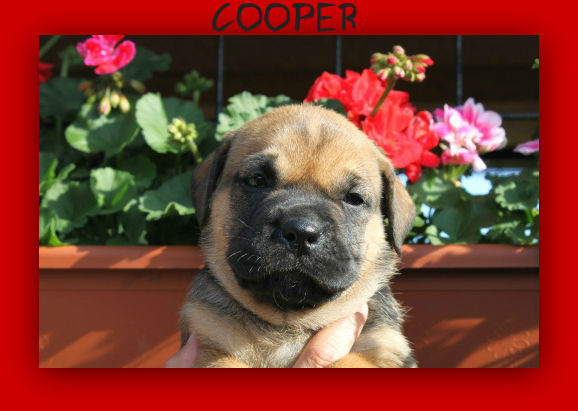 cooper9